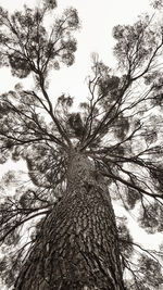 Low angle view of tree against sky