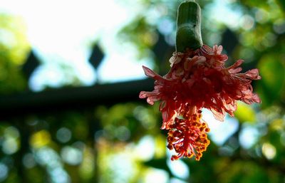 Close-up of red flower against blurred background