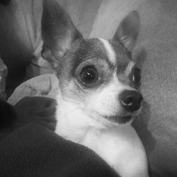 Close-up portrait of puppy