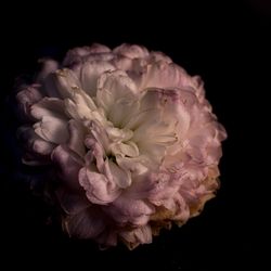 Close-up of rose against black background