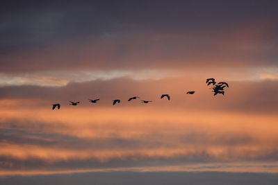 Birds flying in sky during sunset