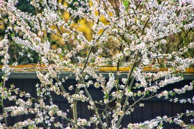 Close-up of cherry blossom tree