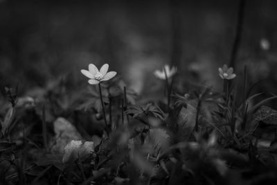 Close-up of flowers growing on field