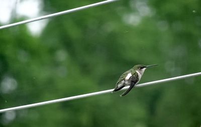 Close-up of bird perching on tree