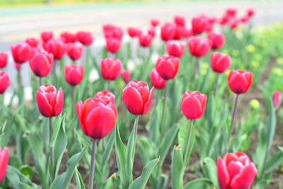 Close-up of red poppy flowers on field