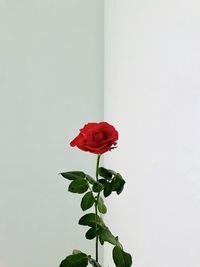 Close-up of red rose against white wall