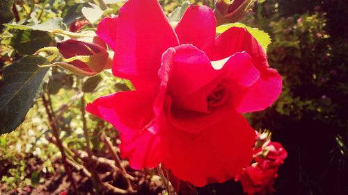 Close-up of pink flower