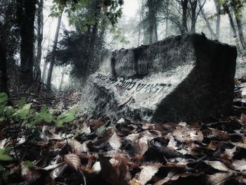 Trees growing in forest