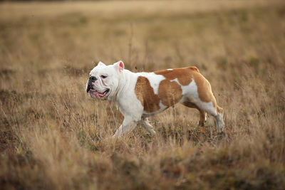 View of dog running on field