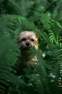 Little dog in the fern