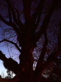 Low angle view of bare trees against sky