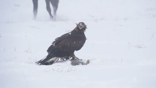 Bird on snow field during winter