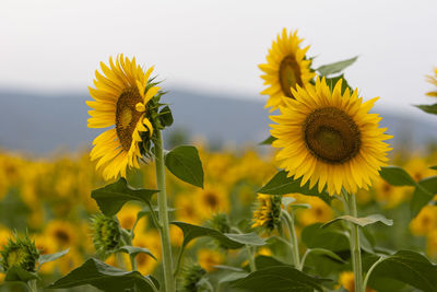 Close-up of yellow flowering plant on field