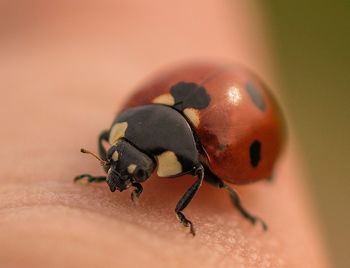 Close-up of ladybug on leaf