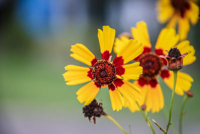 Close-up of yellow flowering plant