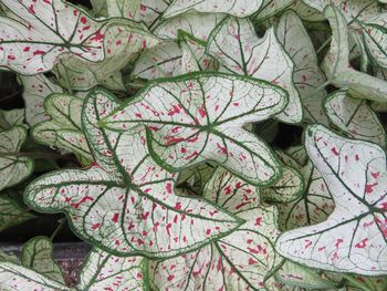 Full frame shot of plants