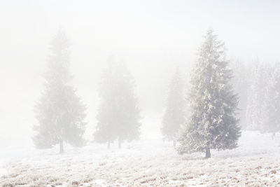 Trees on snow covered field during winter