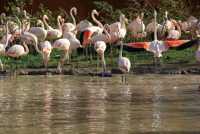 View of birds in lake