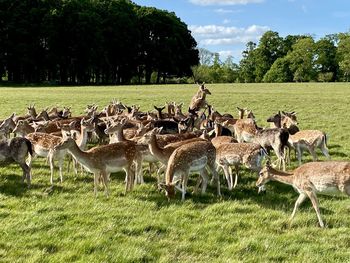 View of deer on field