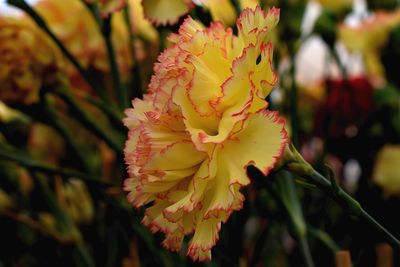 Close-up of red flowering plant