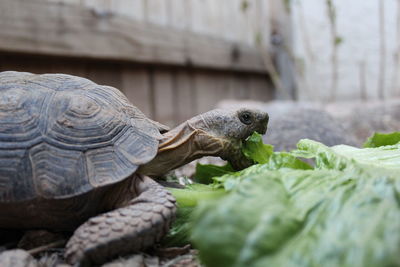 Close-up of turtle in zoo