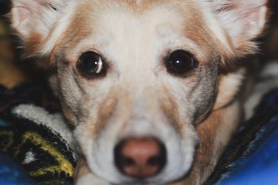 Close-up portrait of dog relaxing at home