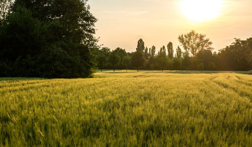 Scenic view of farm against sky during sunset