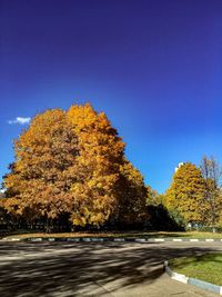 Autumn trees by road against clear blue sky