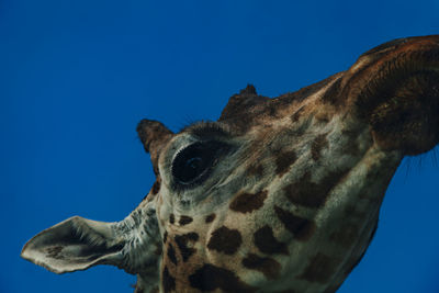 Close-up of giraffe against blue sky