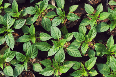 Flowering plant seedlings in a nursery farm in west begal