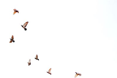 Low angle view of birds flying against clear sky