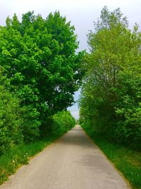 Road amidst trees against sky