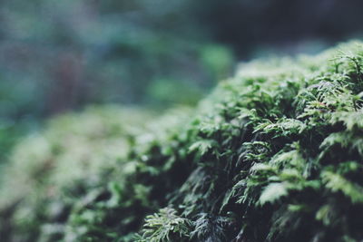 Close-up of moss growing on tree