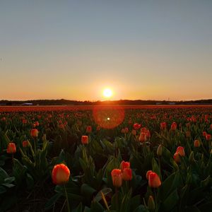 View of flowering plants growing on land