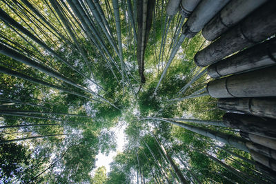 Low angle view of bamboo plants in forest