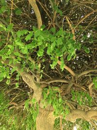 Close-up of tree trunk