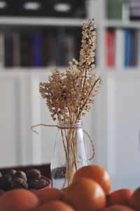 Close-up of hand holding flower