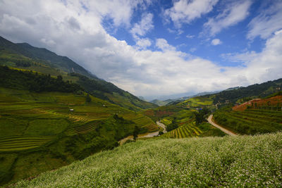 Scenic view of agricultural field against sky