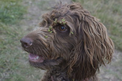 Close-up of a dog looking away