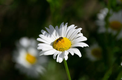 Close-up of white daisy