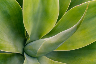 Full frame shot of succulent plant