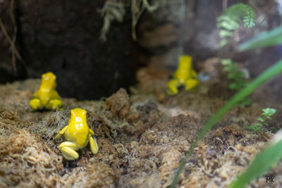 Close-up of yellow toy on field