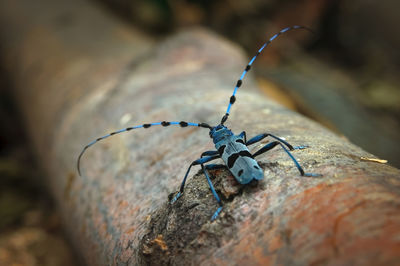 Close-up of insect on rock