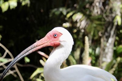 Close-up of a bird