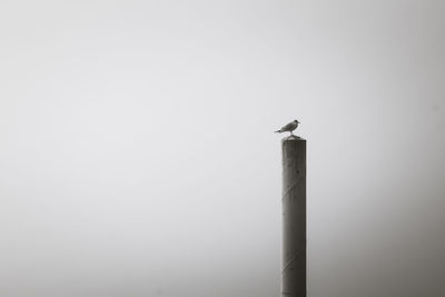 Low angle view of seagull perching against clear sky