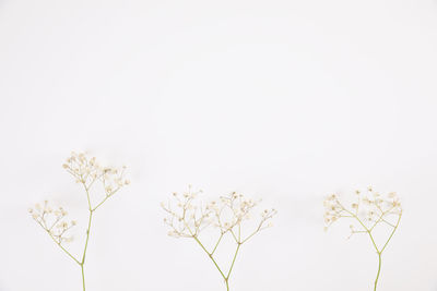 Low angle view of flowering plant against white background