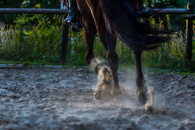 Horse on field