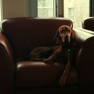 Dog relaxing on couch at home