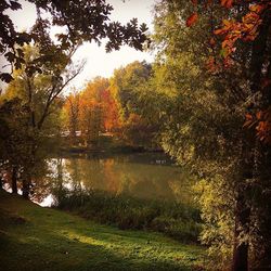 Reflection of trees in water