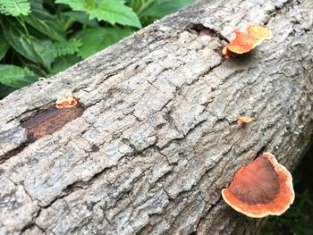 Close-up of leaf on tree trunk